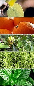 Aromes ,Fragrances � l'unit� - 1 LITRE